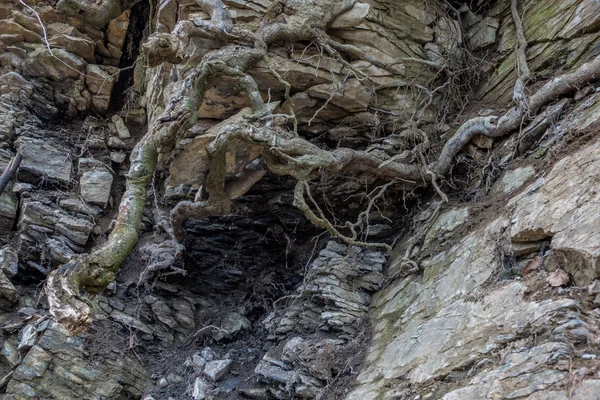 Pared de piedra de roca con raíces de árbol de grietas —  Fotos de Stock