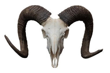 Goat skull isolated on the white Background. clipart