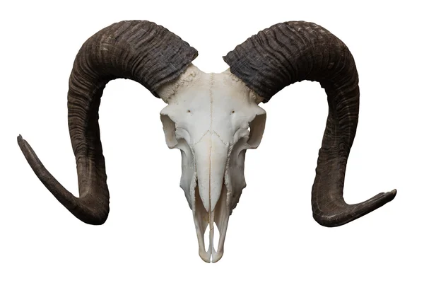 Crânio de cabra isolado no fundo branco . — Fotografia de Stock