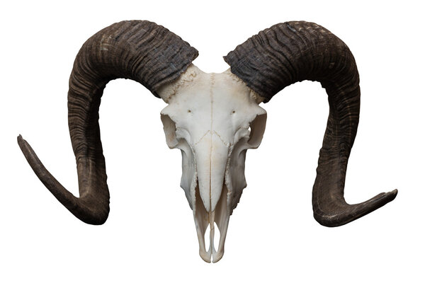 Goat skull isolated on the white Background.