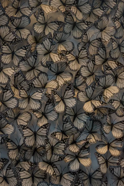 쇼케이스의 유리를 통해 플라스틱 나비 — 스톡 사진