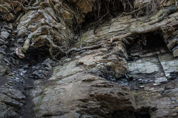 Steinwand aus Fels mit Rissen Baumwurzeln — Stockfoto