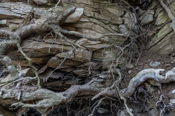 Kamenná stěna skály s praskliny kořeny stromů — Stock fotografie