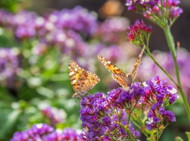 Gün ışığında bir çiçeğin üzerindeki kelebek .