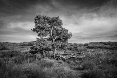 Almanya 'daki Saklı Ada' daki Ağaç Siyah-Beyaz .