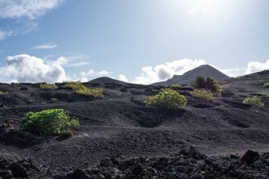 Lanzarote Adası 'ndaki Timanfaya Ulusal Parkı' nın volkanik manzarası, Kanarya Adaları ve volkanik topraklardaki üzüm bağlarının yetiştirilmesi.