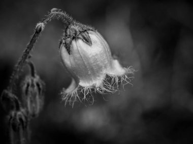 Güneş ışığındaki çiçek, makro siyah ve beyaz .