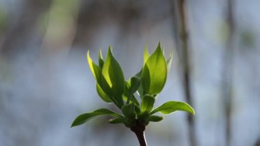 Yeşil bahar günışığında taze yapraklar 