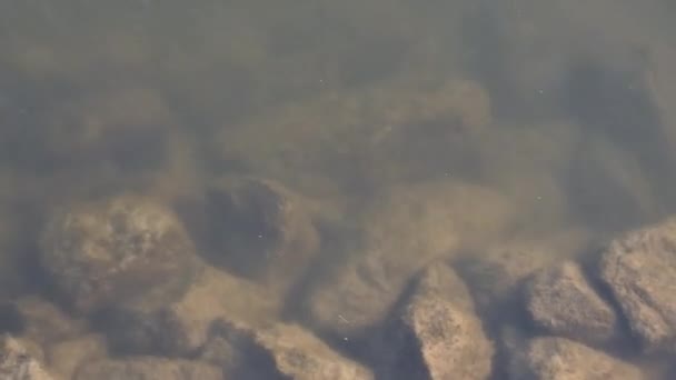 Nehir Kenarındaki Nükleer Santral — Stok video