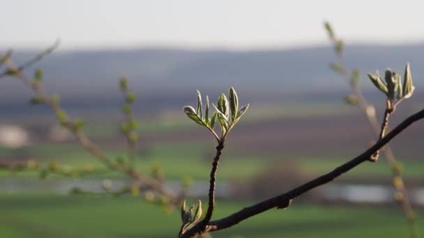 Hojas Frescas Primavera Verde Bajo Sol — Vídeos de Stock