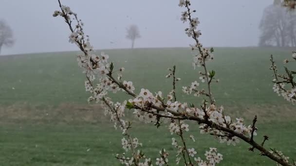 Floreciente Rama Cerezo Nieve Cayendo — Vídeos de Stock