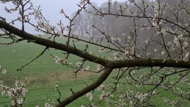 Kwitnąca Gałąź Wiśni Spadający Śnieg — Wideo stockowe