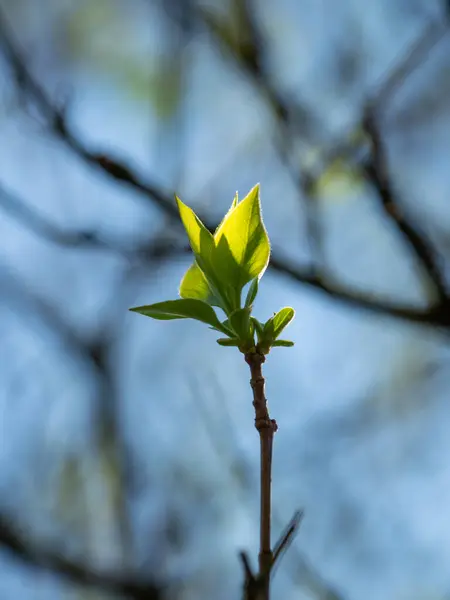 Yeşil Bahar Yaprakları Gün Işığında — Stok fotoğraf