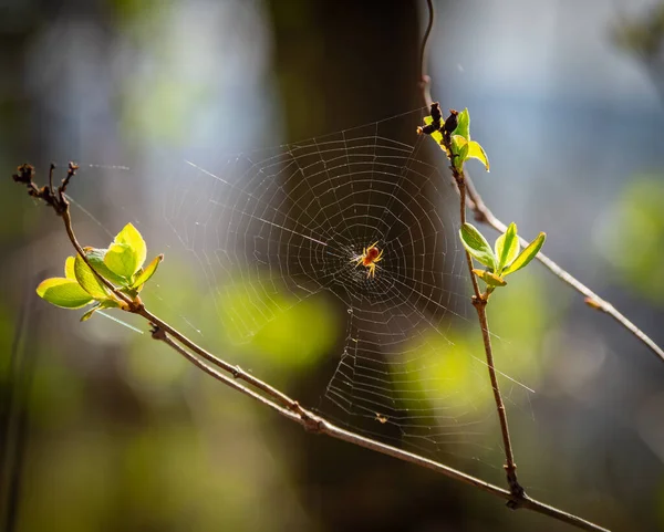 Green Spring Leaves Sunshine Spider Web — Stock Photo, Image