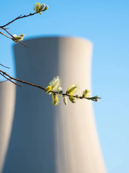 Willow Catkins Branch Nuclear Power Plant — Stock Photo, Image