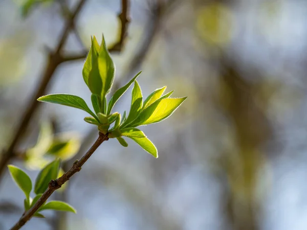 Hojas Verdes Primavera Bajo Sol — Foto de Stock