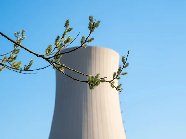 Willow Catkins Filial Mod Atomkraftværk - Stock-foto