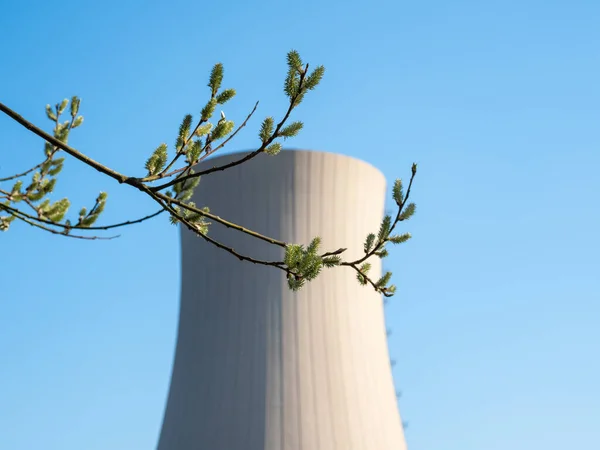 Sucursal Willow Catkins Contra Una Central Nuclear — Foto de Stock