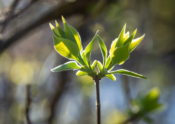 Green Spring Leaves Sunshine — Stock Photo, Image