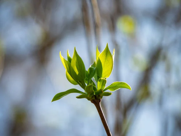 Hojas Verdes Primavera Bajo Sol — Foto de Stock