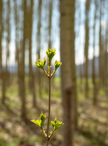 Green Spring Fresh Leaves Sunshine — Stock Photo, Image