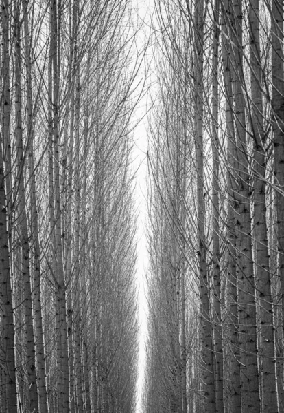 Fond Noir Blanc Des Branches Forestières — Photo