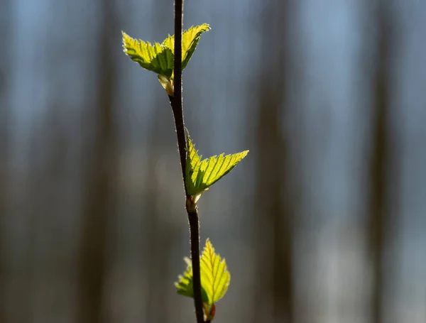 Hojas Frescas Primavera Verde Bajo Sol — Foto de Stock