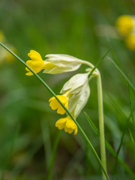 Весняна Квітка Сонці Зеленому — стокове фото