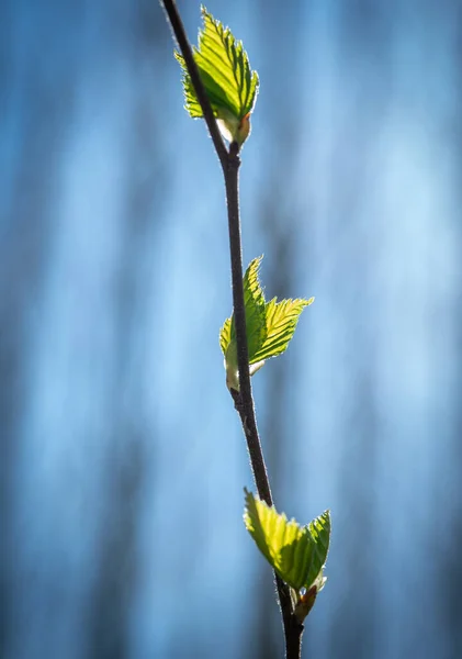 Primavera Verde Foglie Fresche Sole — Foto Stock