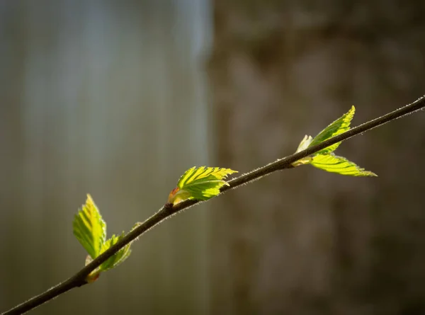 Primavera Verde Foglie Fresche Sole — Foto Stock