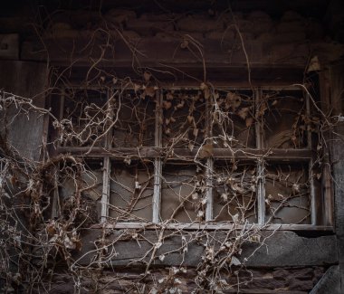 Eski bir pencere ve kurumuş sarmaşık.