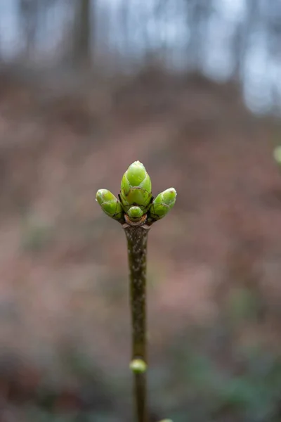 Grüner Frühling Frische Blätter Der Sonne — Stockfoto