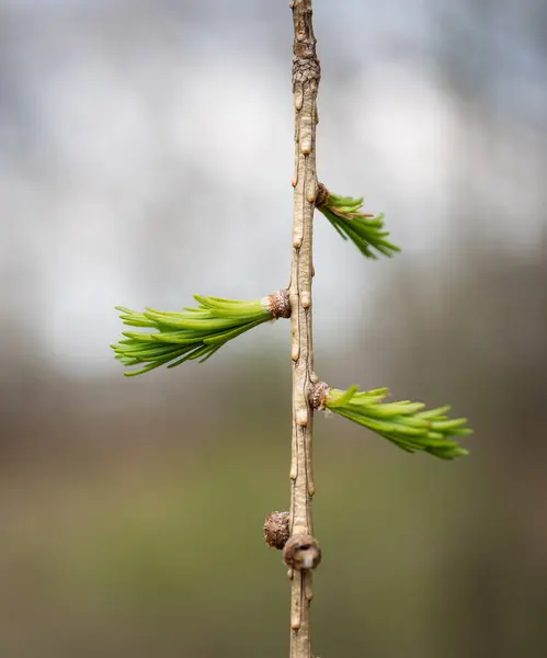 Grüner Frühling Frische Fichtenblätter Sonnenschein — Stockfoto