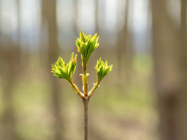 Yeşil Bahar Günışığında Taze Yapraklar — Stok fotoğraf