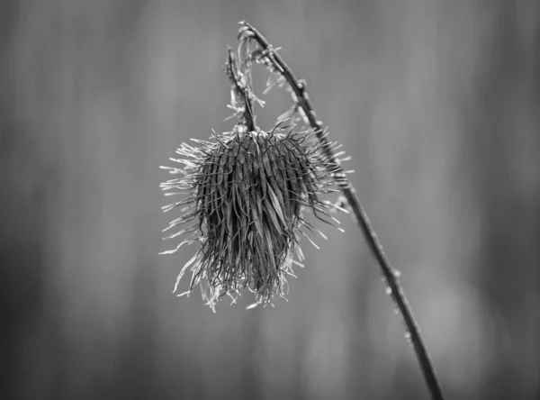 Withered Agrimony Close Black White — Stock Photo, Image