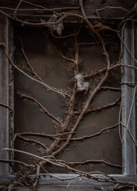 Eski bir pencere ve kurumuş sarmaşık.