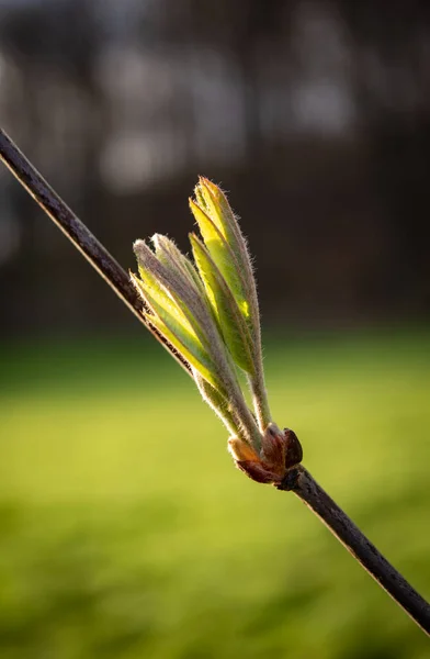 Vert Printemps Feuilles Fraîches Soleil — Photo