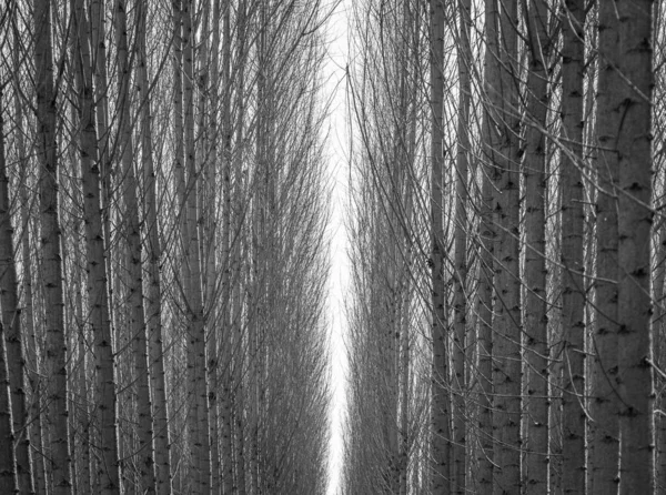 Orman Dallarının Siyah Beyaz Arka Planı — Stok fotoğraf