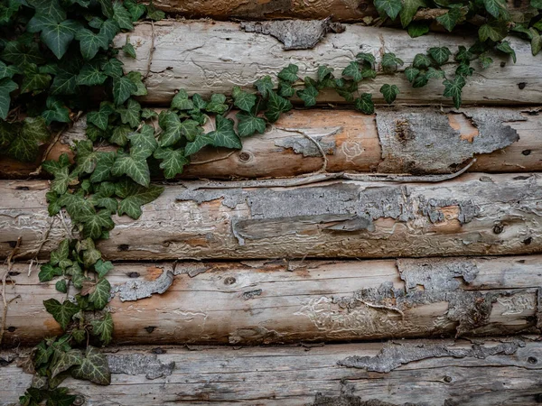 Dřevěná Stěna Břečťan Staré Chýše — Stock fotografie