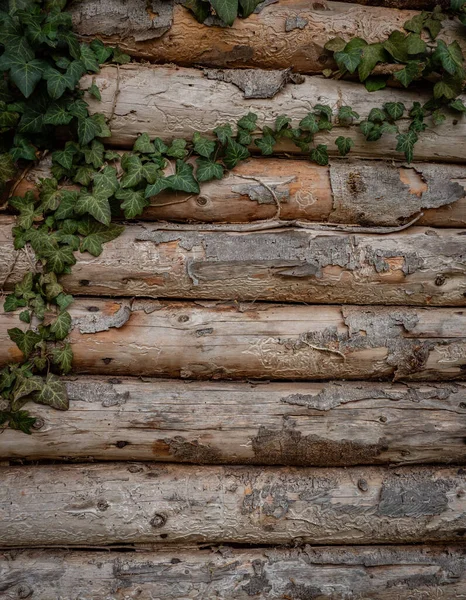Wooden Wall Ivy Old Hut — Stock Photo, Image