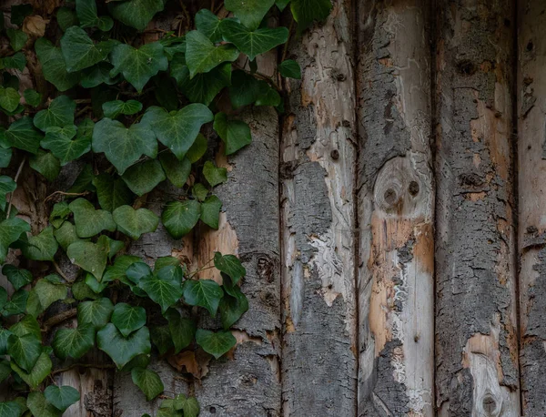 Parete Legno Edera Una Vecchia Capanna — Foto Stock