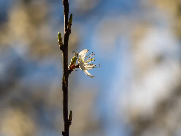 Flowering Cherry Branch Sunshine — Stock Photo, Image