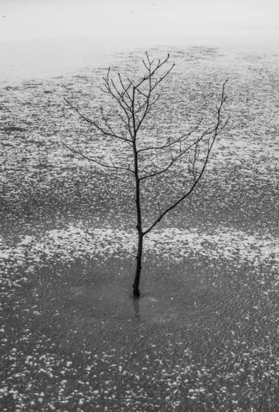 Zimní Krajina Strom Ledu Jezera — Stock fotografie