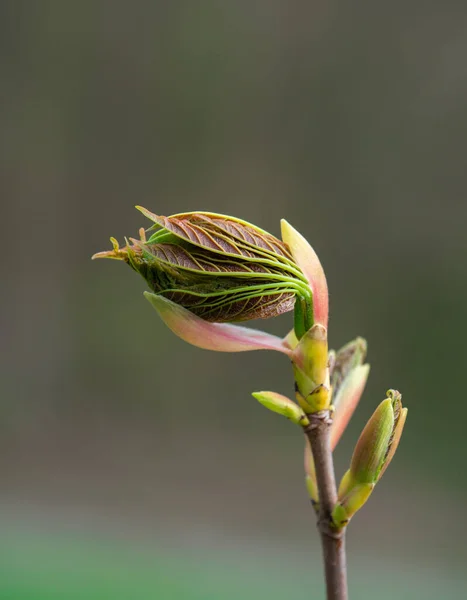 Зеленая Весна Свежие Листья Солнце — стоковое фото