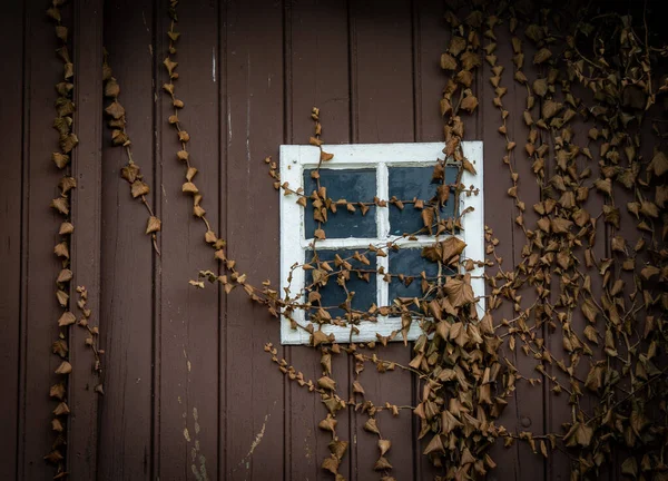 Alte Fenster Und Verwelkter Efeu Stockbild