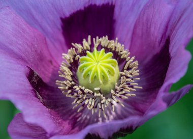 Haşhaş çiçekleri ve gün ışığında haşhaş kafaları