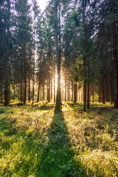 Pôr Sol Floresta Verde — Fotografia de Stock