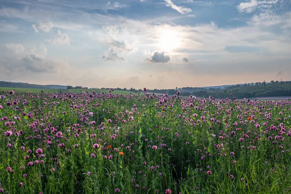 Poppy Flowers Field Sunshine — Stock Photo, Image