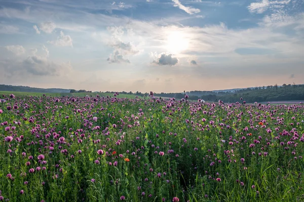 Valmue Blomster Felt Solskin - Stock-foto