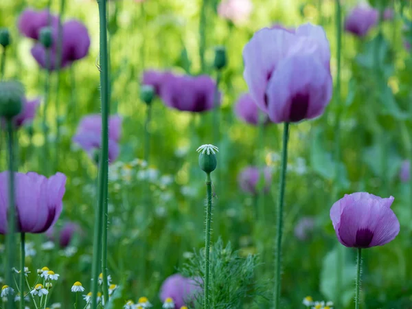 Fleurs Pavot Têtes Pavot Soleil — Photo